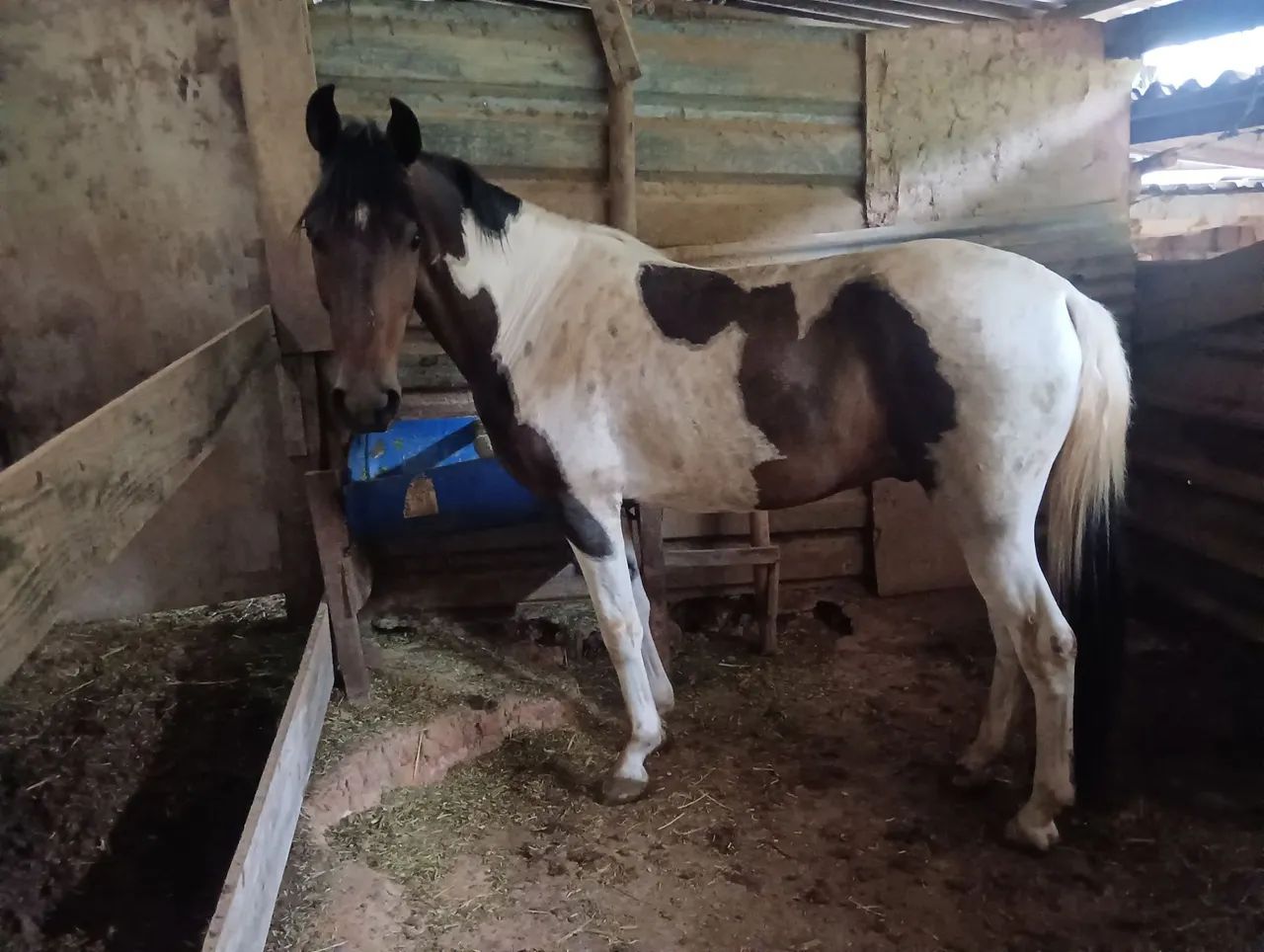 Vendo mangalarga marchador - Foto 3