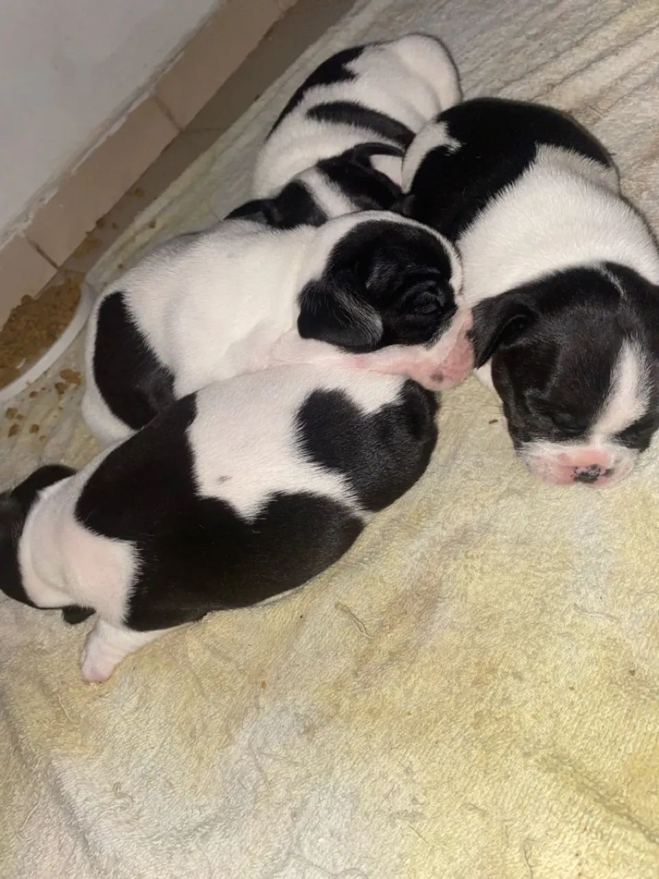 Filhotes de Bulldog Francês para vender  - Foto 3