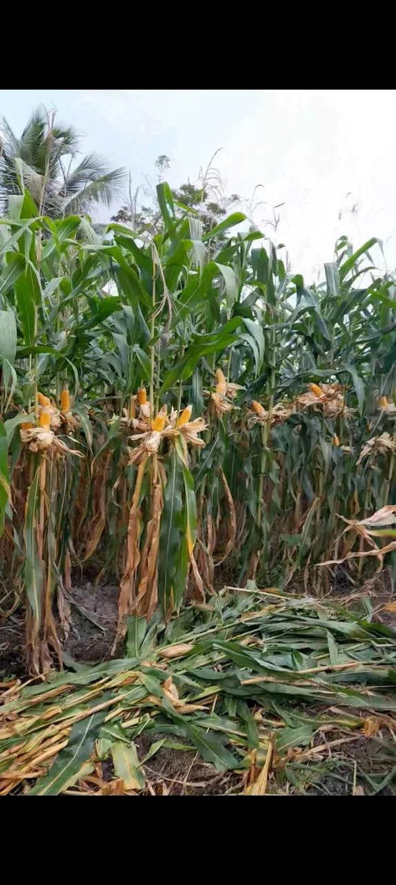 Silagem de milho - Foto 2