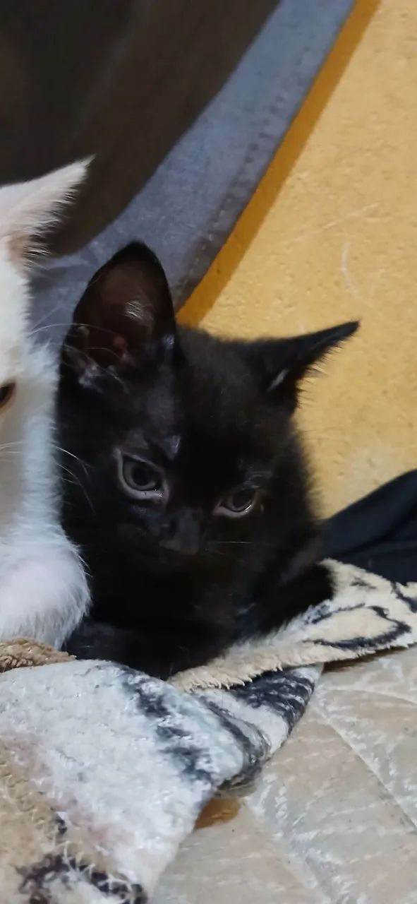 gatinho macho pra doação 
