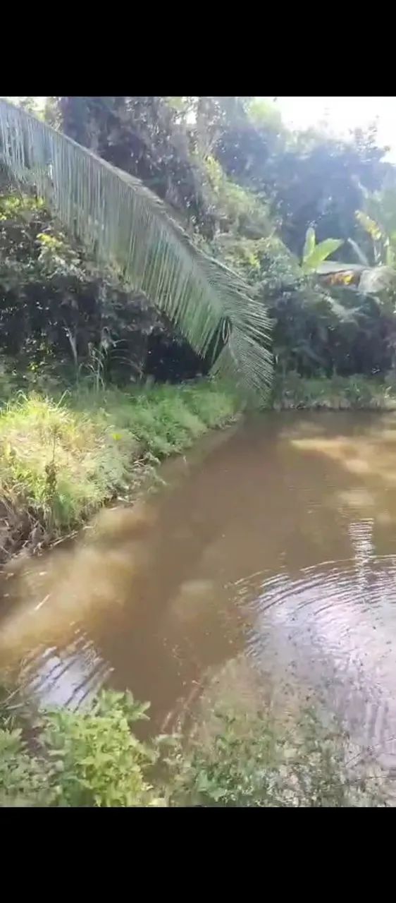 Chácara a venda  valor 600 mil. 1 alqueire  - Foto 3