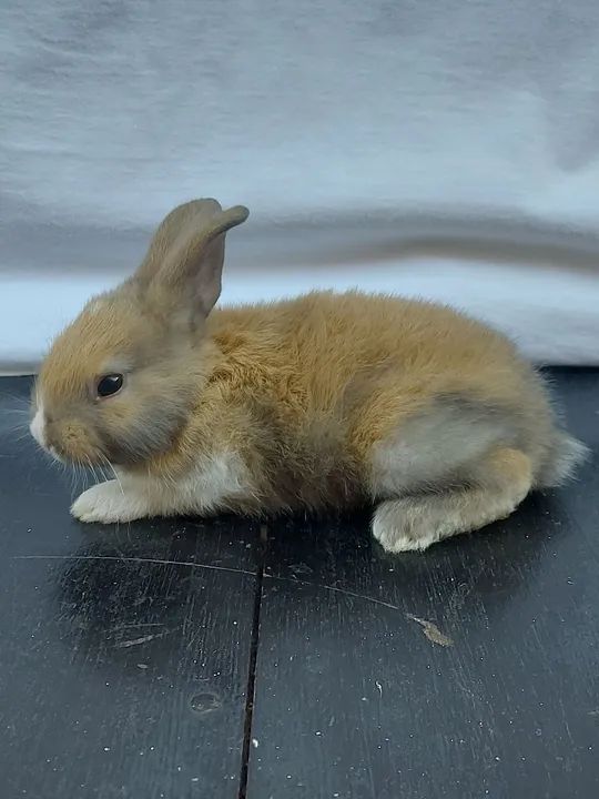 Vendo Filhotes de Coelho - Machos e Fêmeas - Foto 2