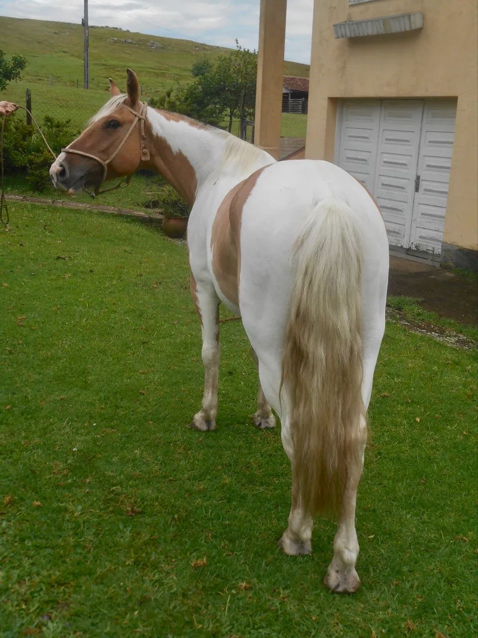 Cavalo crioulo tobiano - Foto 4