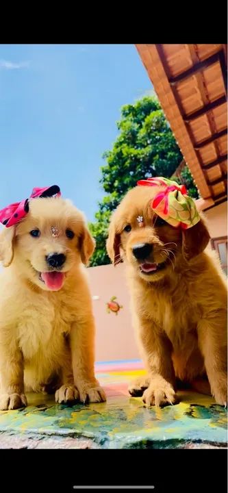 - Golden fêmea pedigree/ microchip opcional - tenho machinho - Foto 3