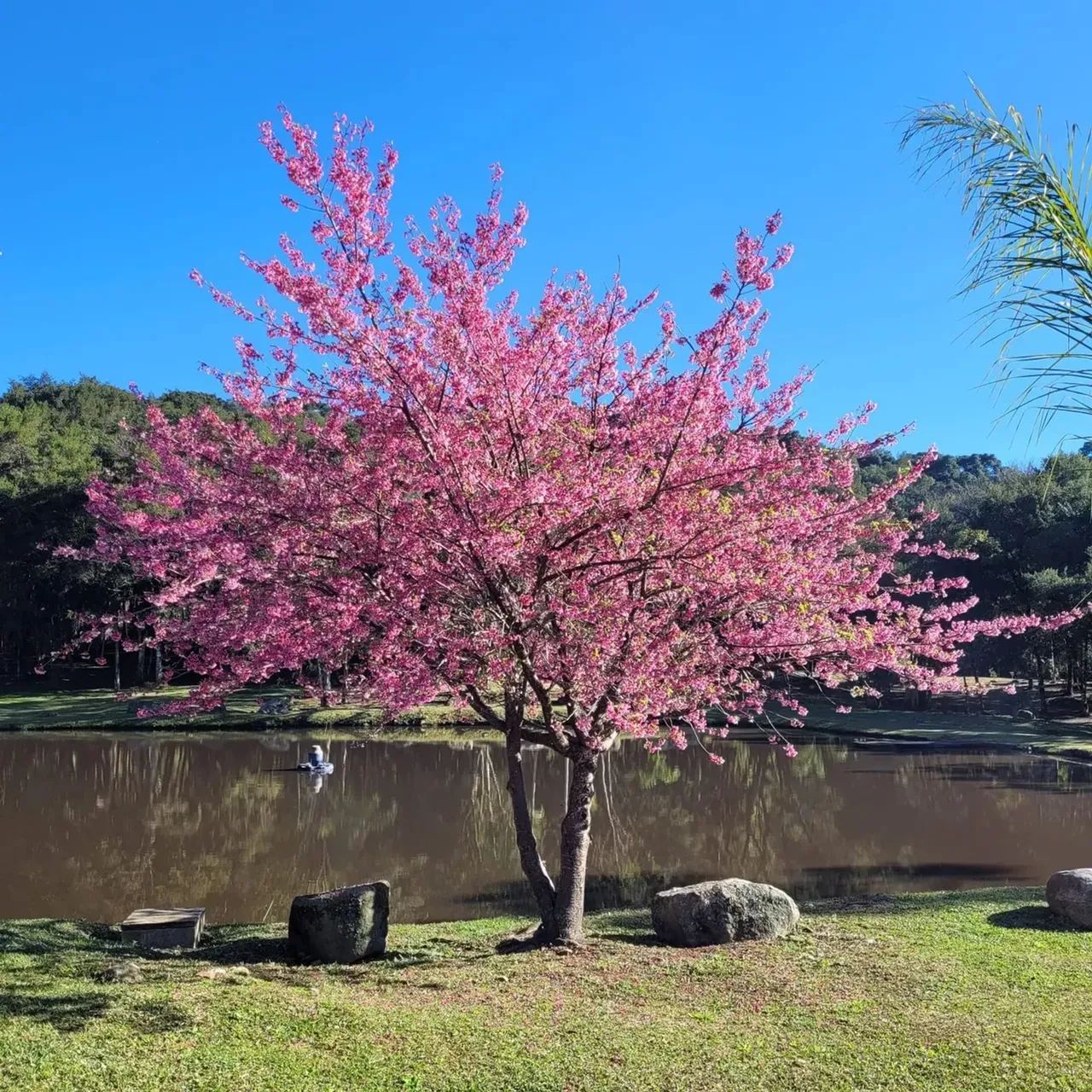 Fazenda/Sítio/Chácara para venda possui 20300 metros quadrados com 6 quartos - Foto 2