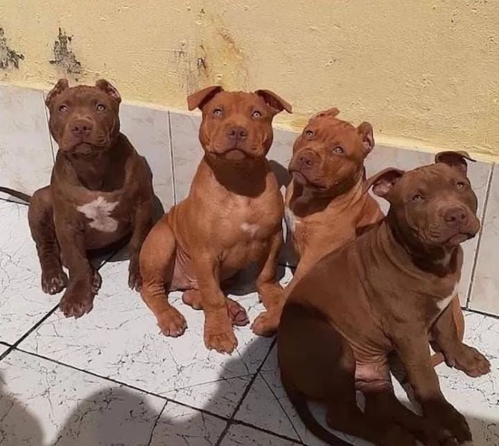 Filhotes de Pitbull DOAÇÃO 