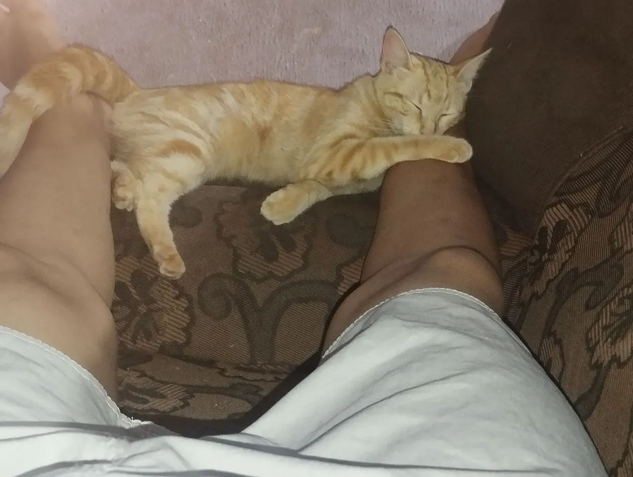 Gatinho para adoção - Foto 2