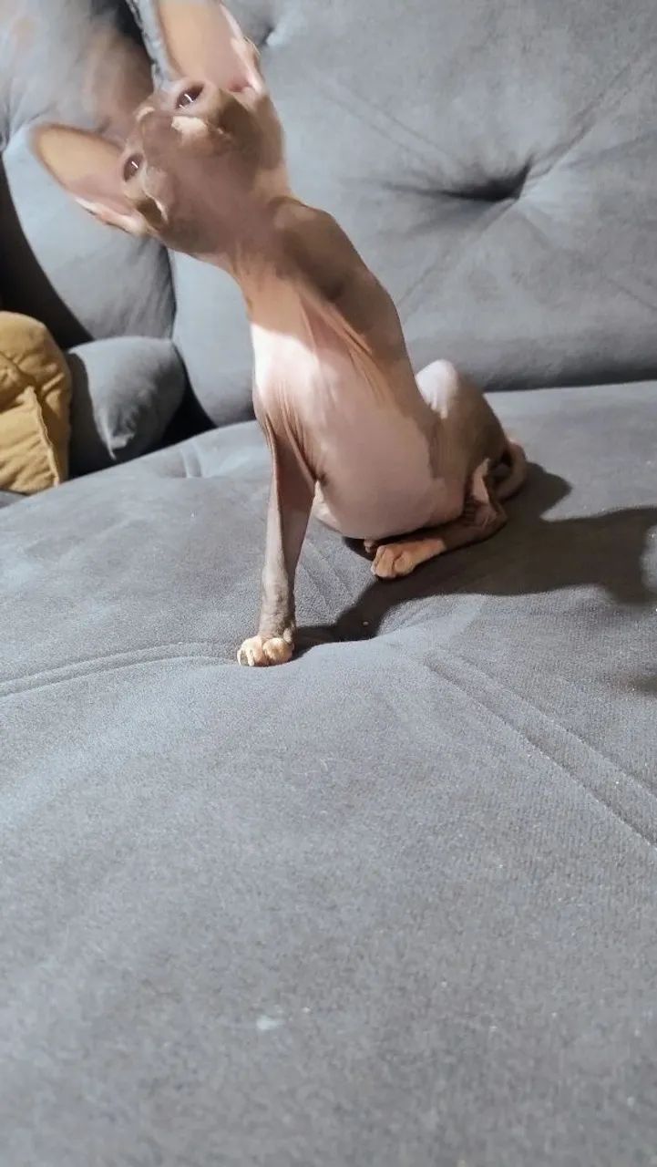 Fêmea linda  - Foto 5