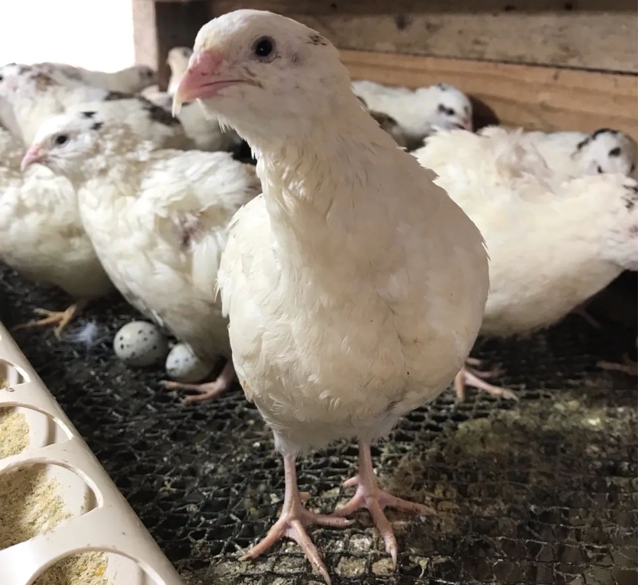 Codornas gigantes  - Foto 6