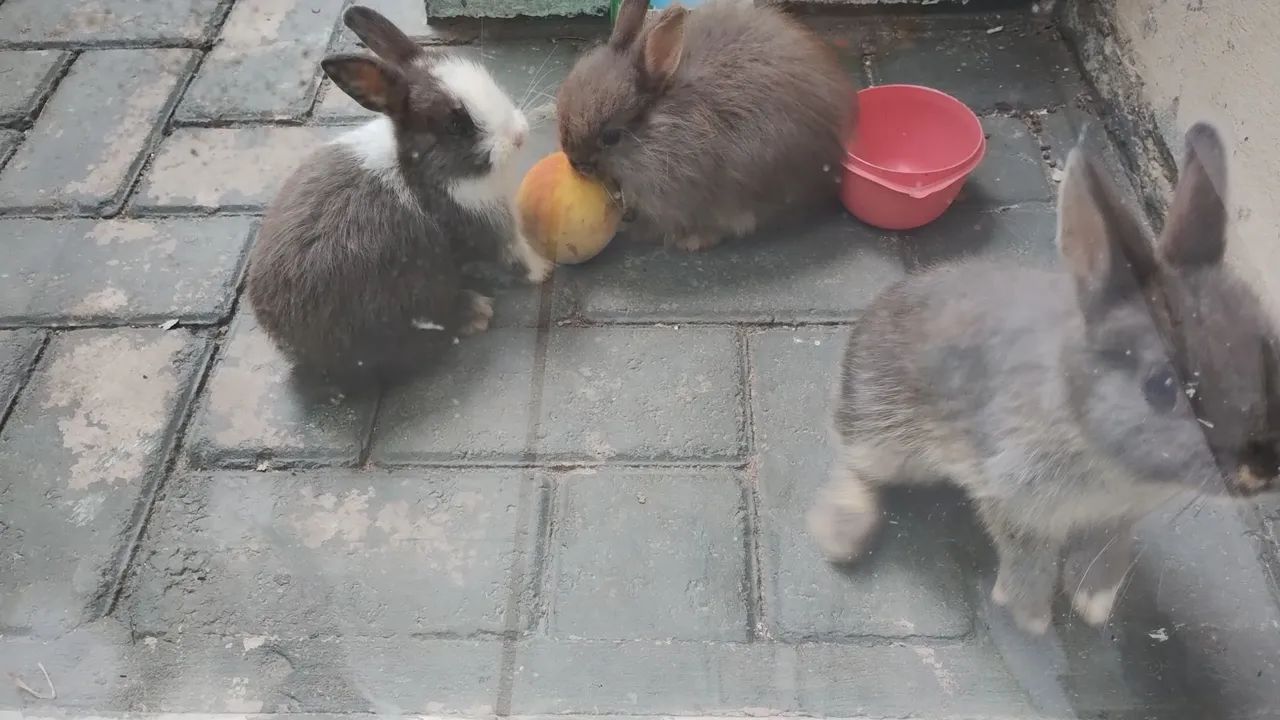 Mini coelho  - Foto 2