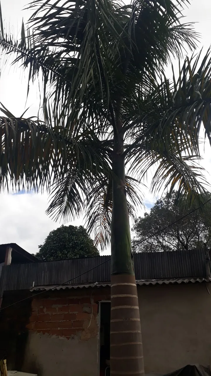 Palmeira de Jardim