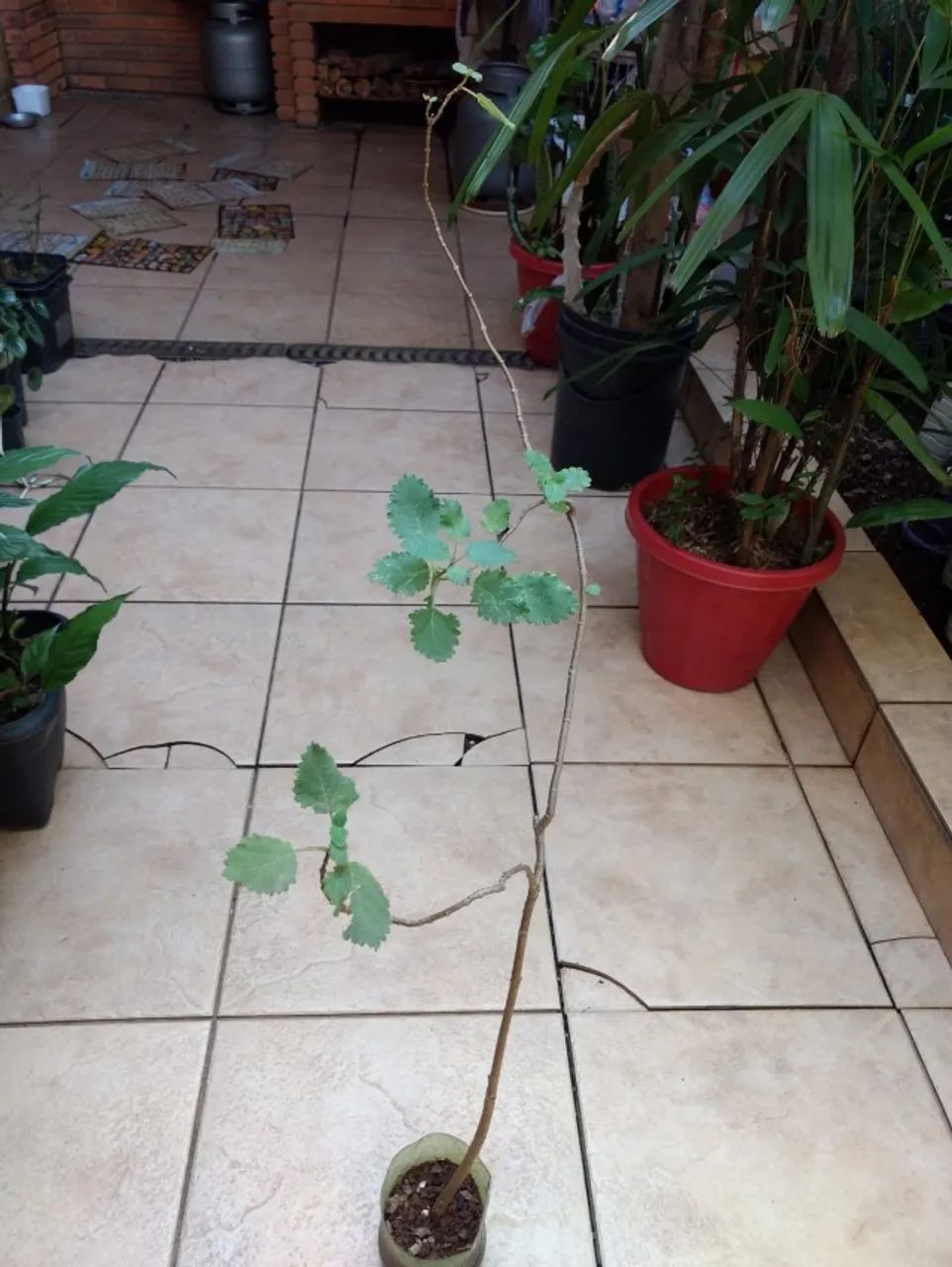 Vendo Mudas de Mirra ( Planta Incenso ) - Guarulhos - Foto 3