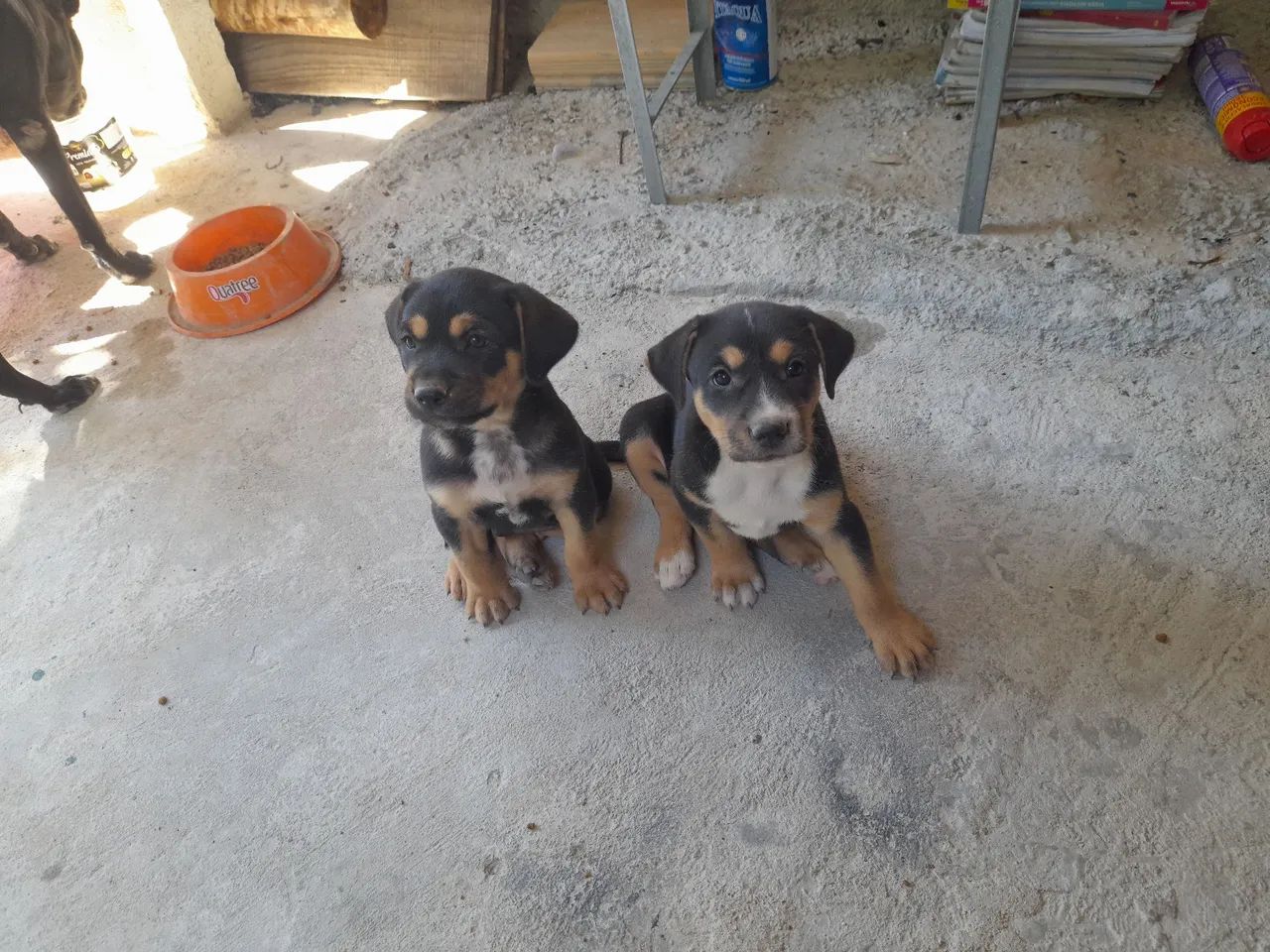 Dois filhotes de cachorro para adoção, observação:eles não são de raça  - Foto 2