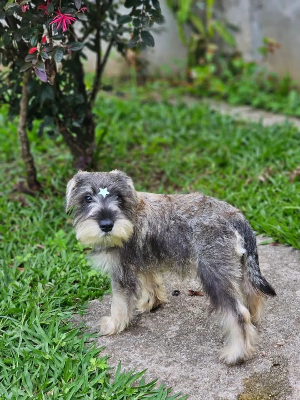Schnauzer Miniatura 