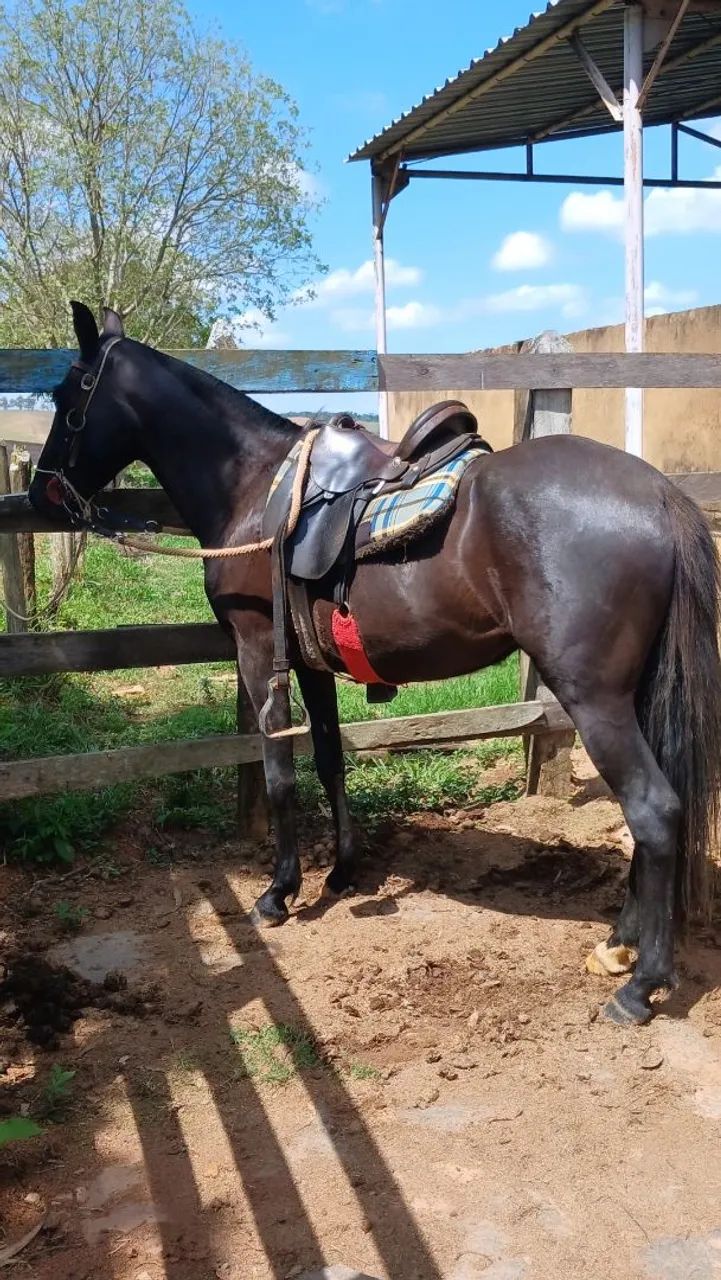 Égua Mangalarga Marchador (Registrada) - Foto 4