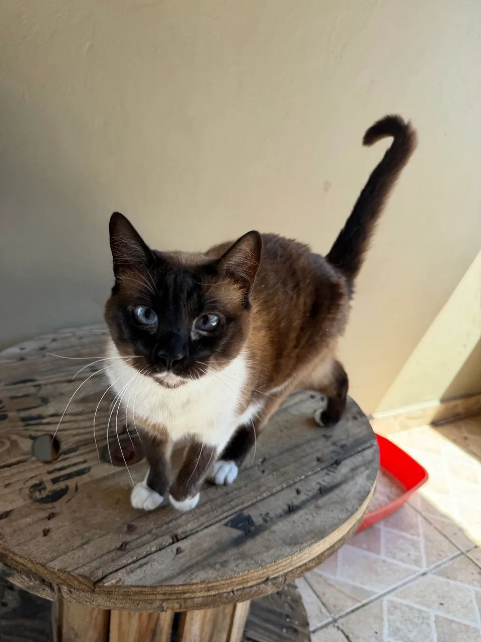 Doação de gatas - Castradas - Foto 3