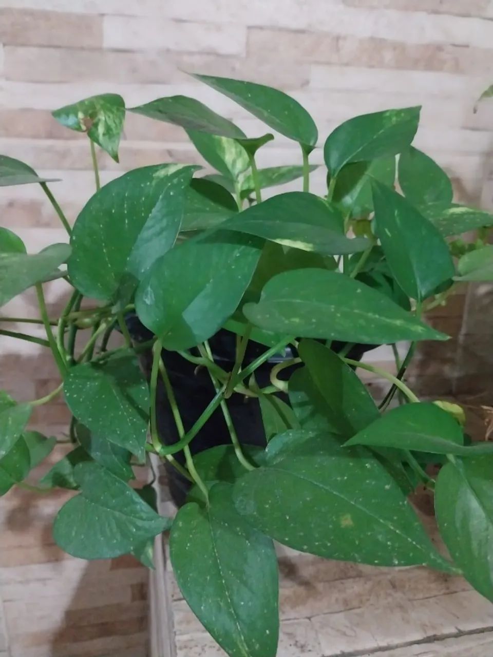 Vaso de Planta + Terra + Gibóia - Foto 2