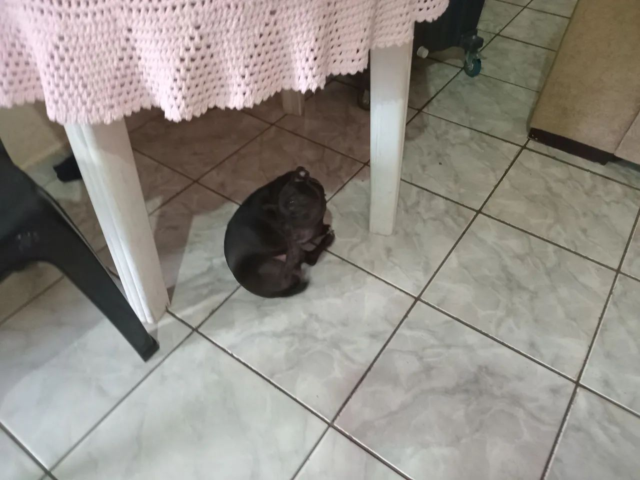 Doa se linda cachorrinha - Foto 2