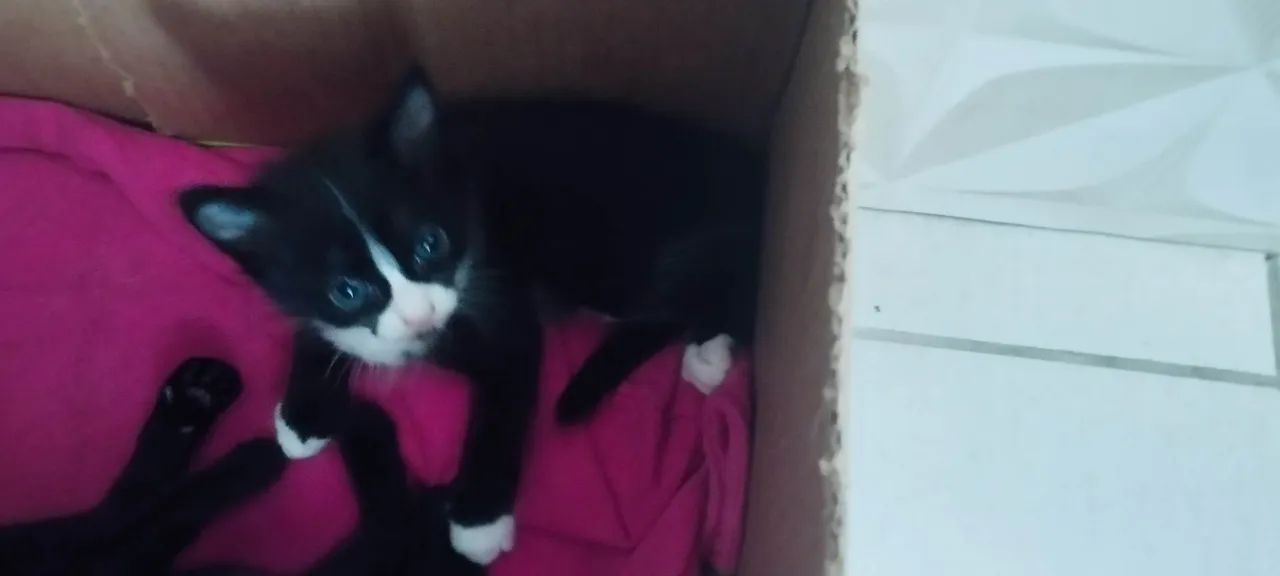 DOA-SE GATINHA DÓCIL FÊMEA  - Foto 3