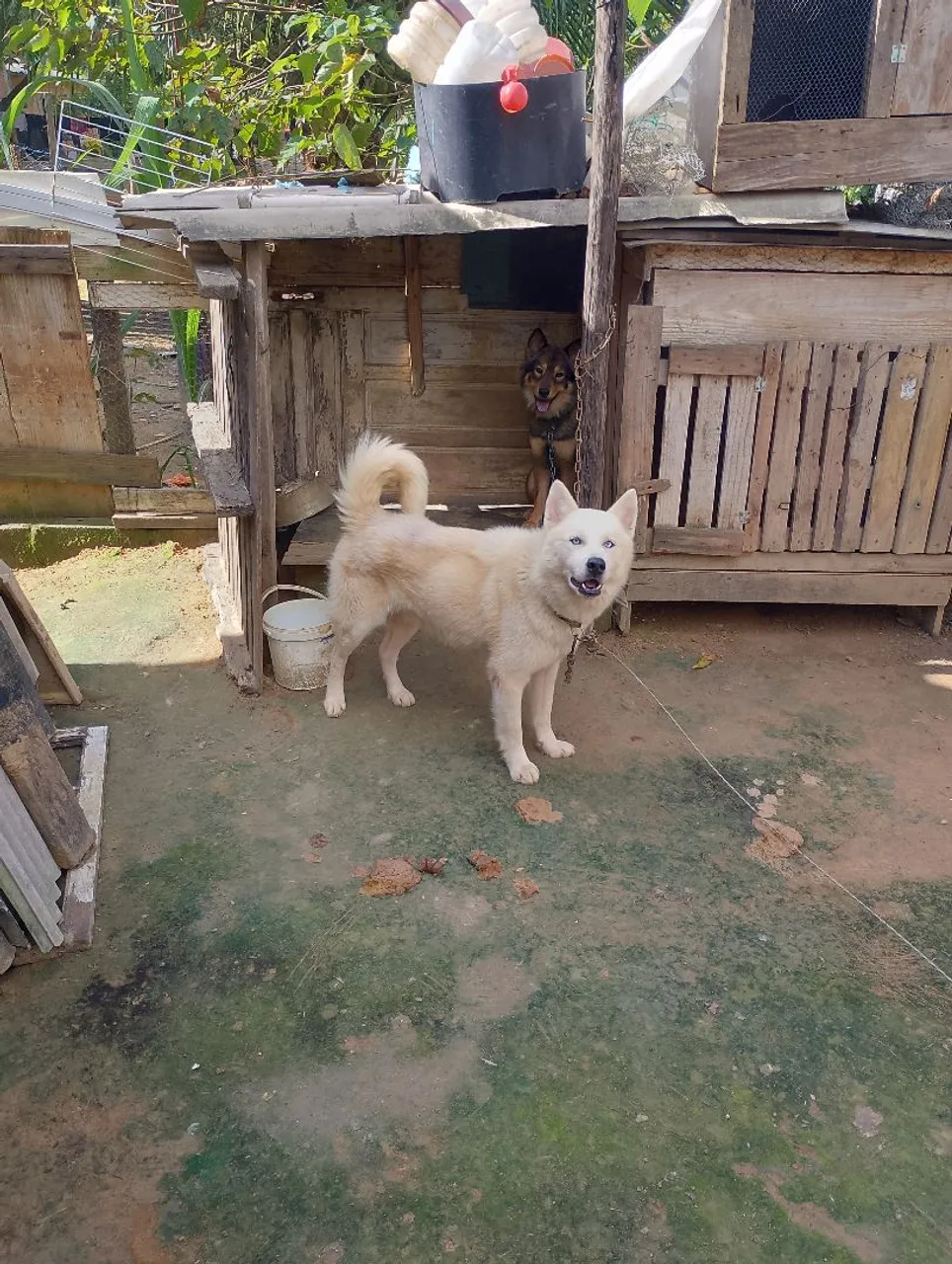 Husky Siberiano com olhos azuis para adoção