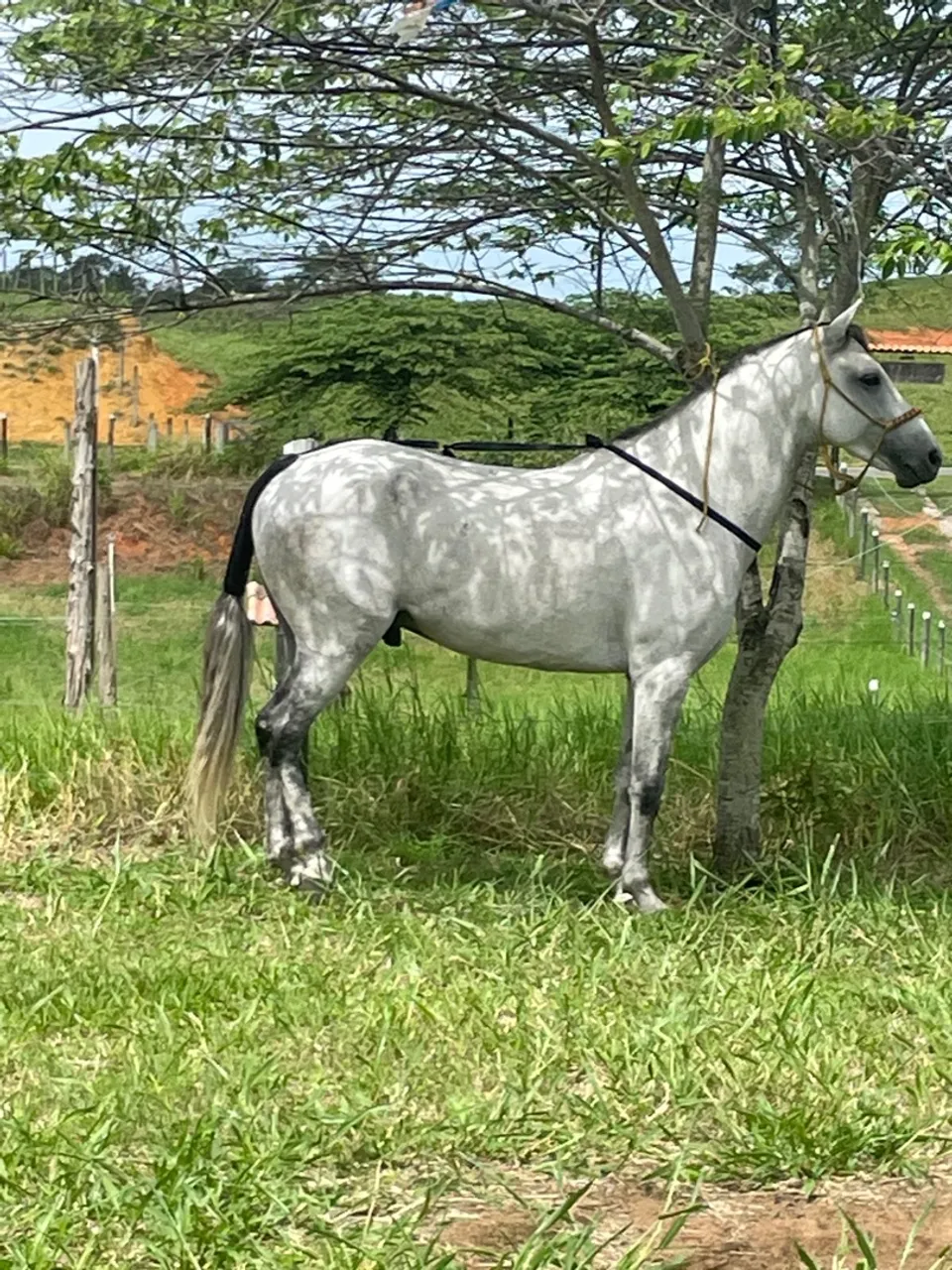 Vendo cavalo tordilho neto do fator