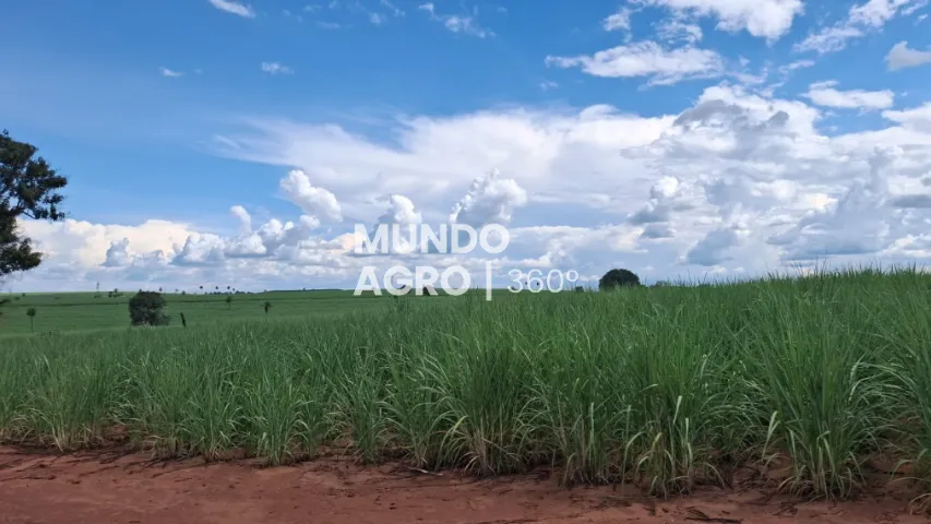 17 alqueires com 17 de cana 42 ton/ano para Bunge BP