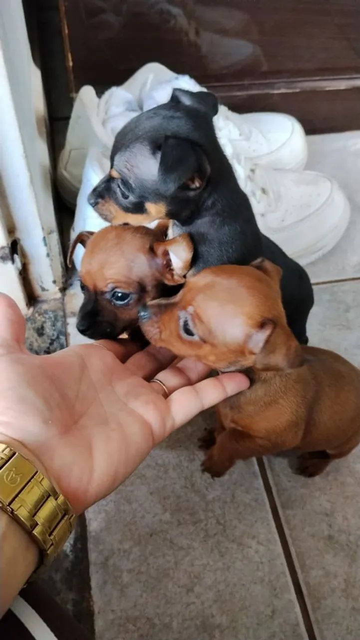 Pinscher Zero  - Foto 5
