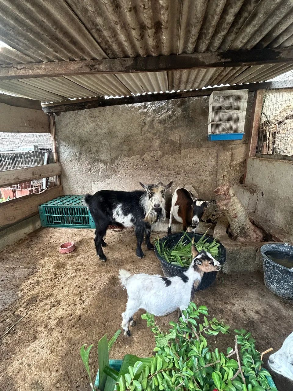 Mini cabrito  - Foto 3