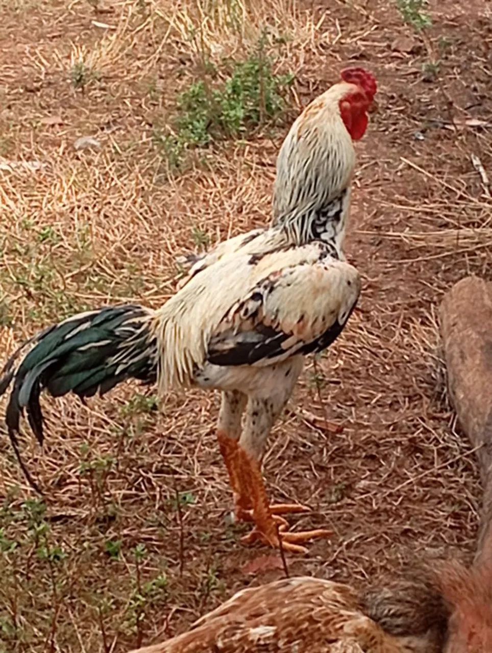 Galo  - Foto 2