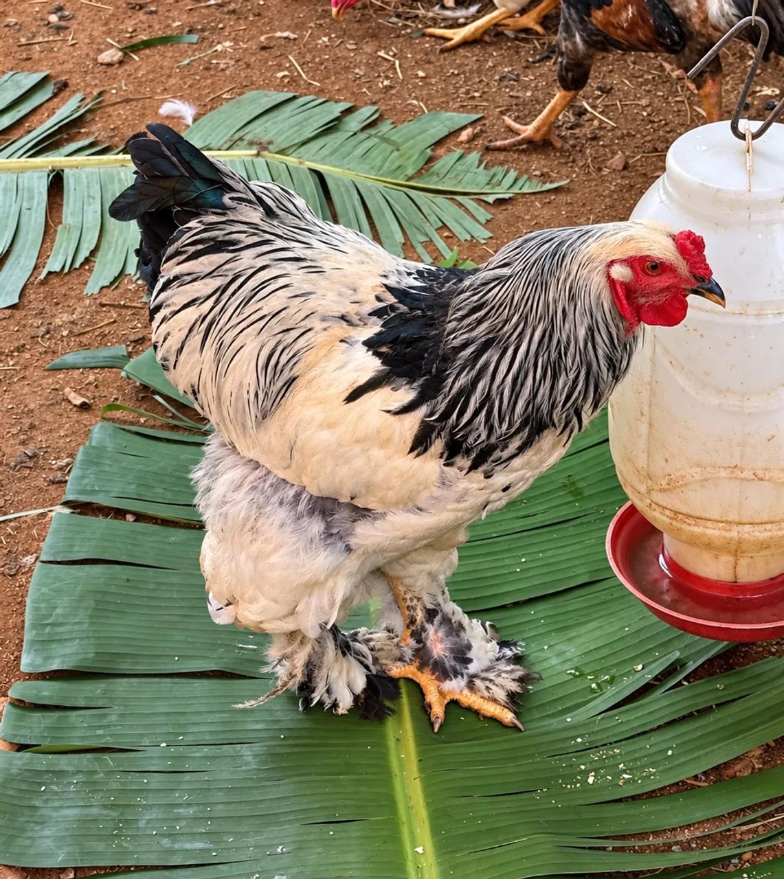 FRANGO BRAHMA - Foto 3