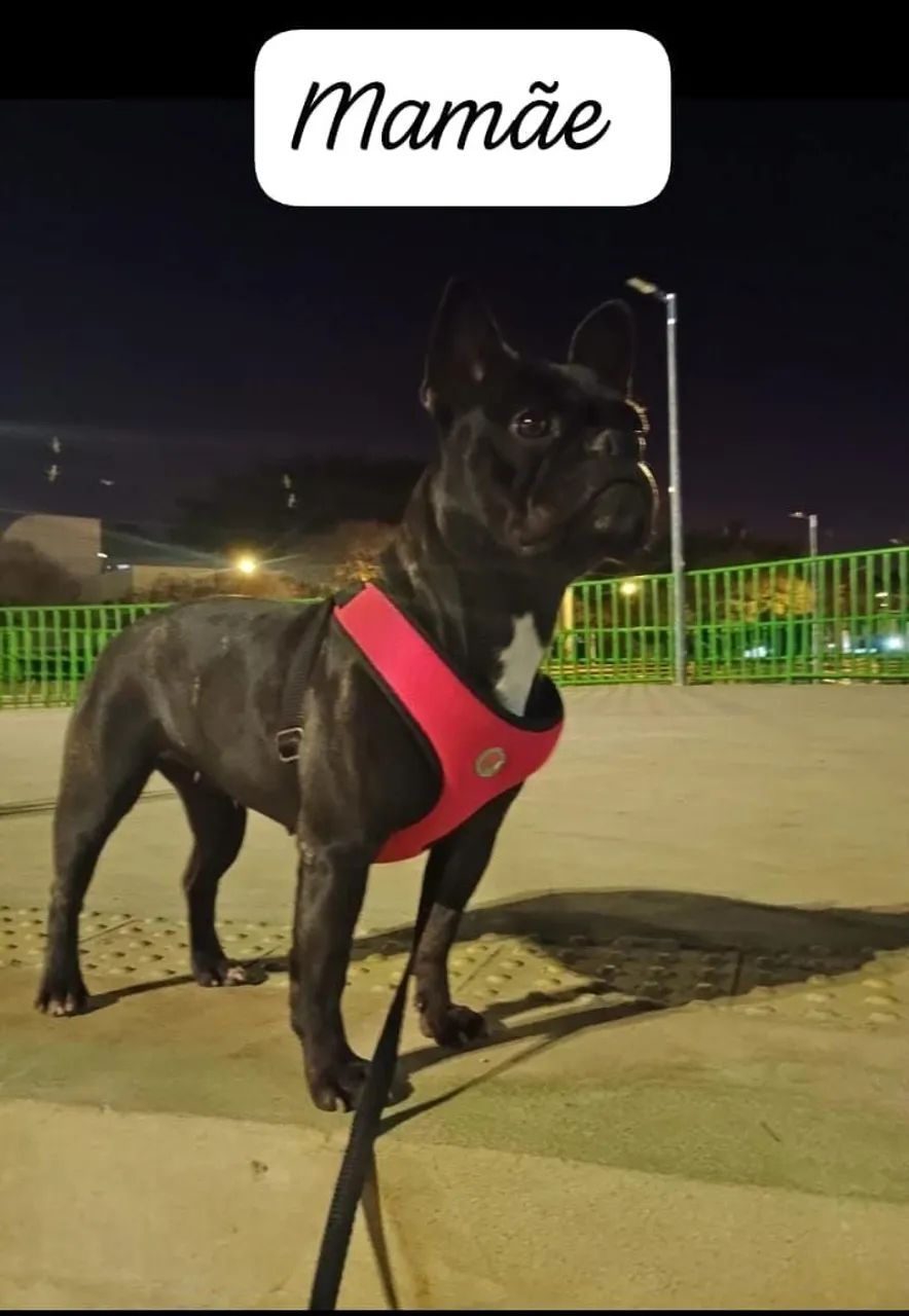 Bulldog francês macho  - Foto 2