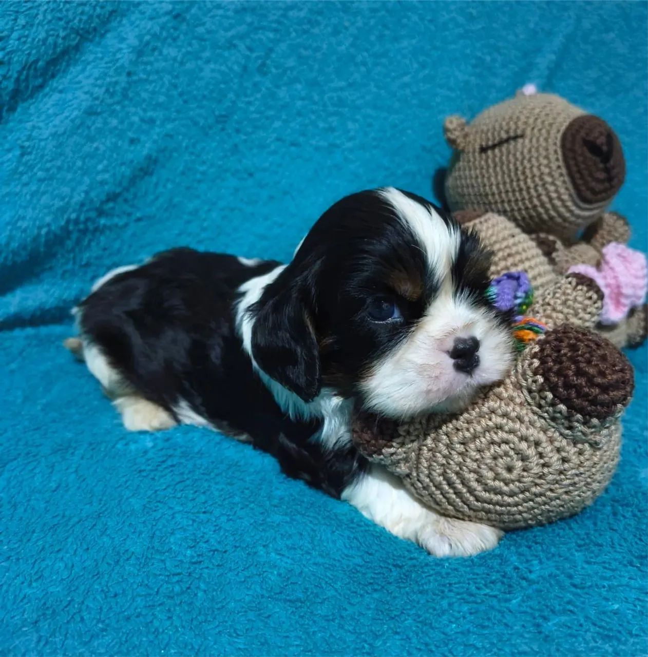 Cavalier King Charles Spaniel  - Foto 2