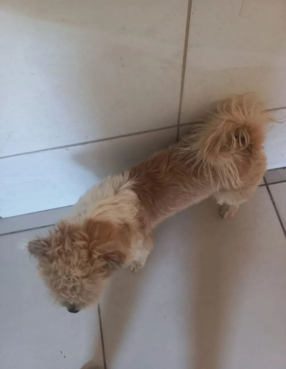 cachorro para adoção  - Foto 3