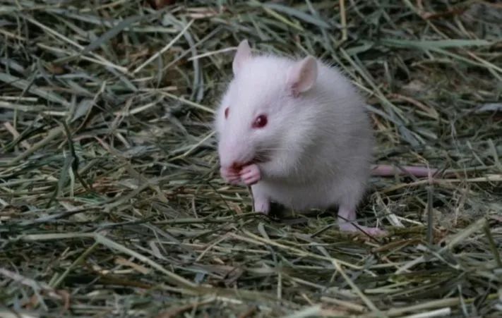 Ratos, para alimentações..