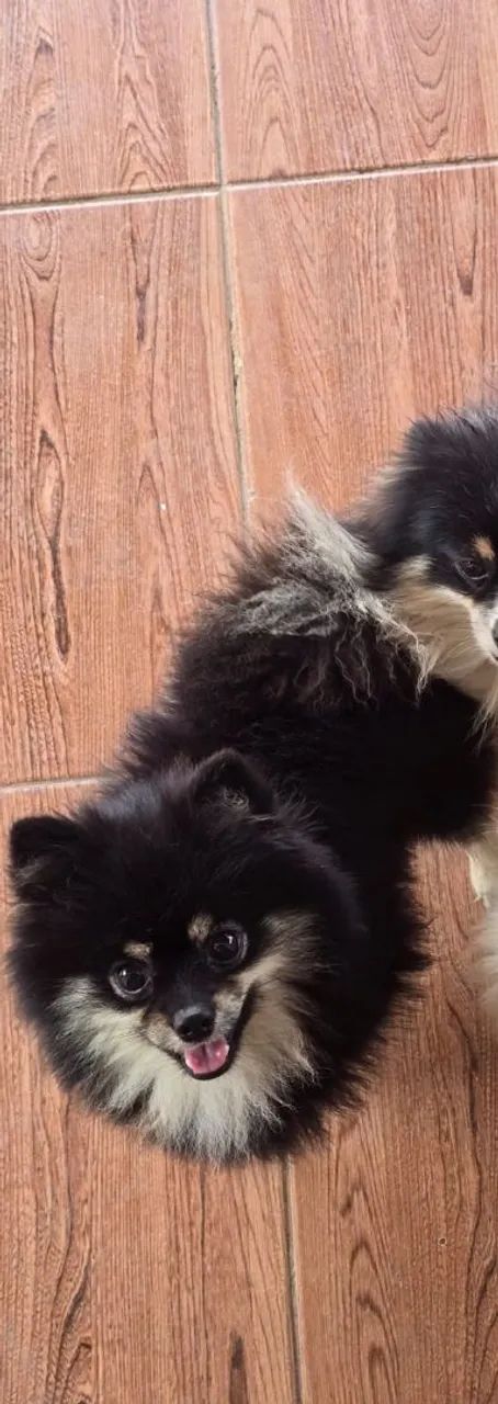  Spitz Macho Black Tam - Foto 2
