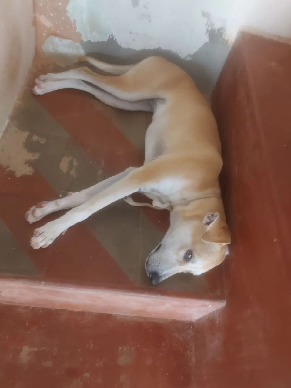 Doacao - Foto 2
