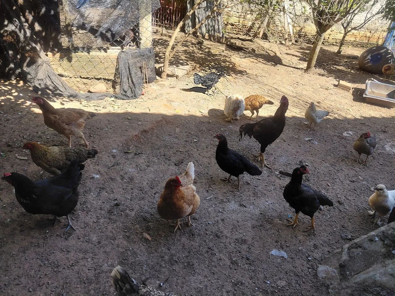 Galo e galinhas  - Foto 2