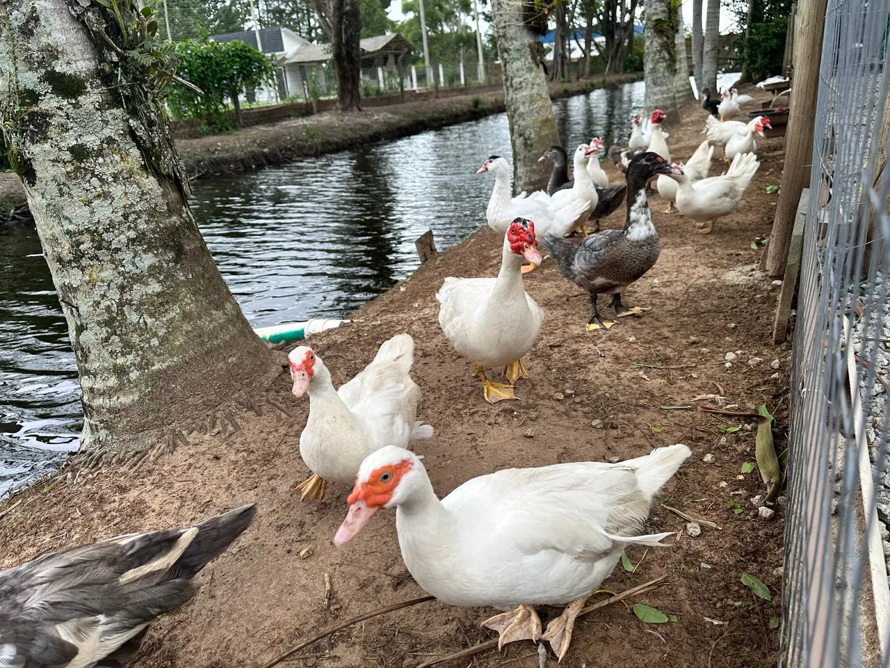 Patos várias cores chocando. - Foto 3