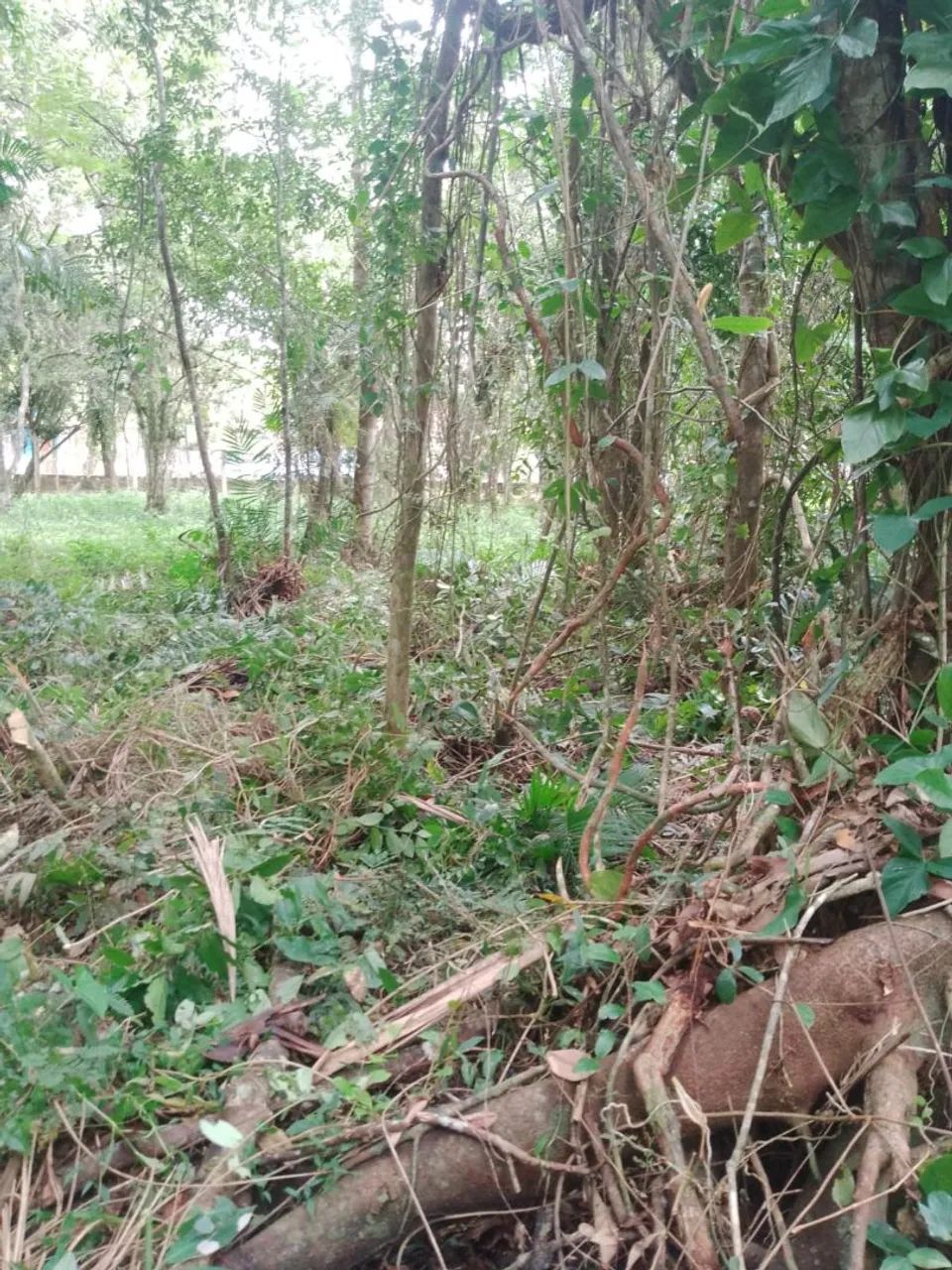Vende se terreno  - Foto 4