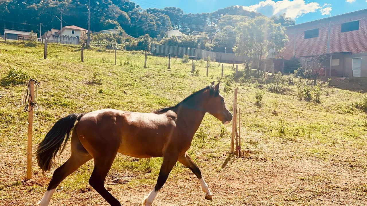 CAVALO CRIOULO