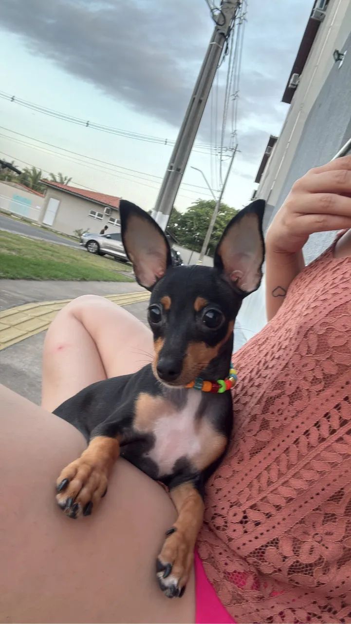Pinscher 01