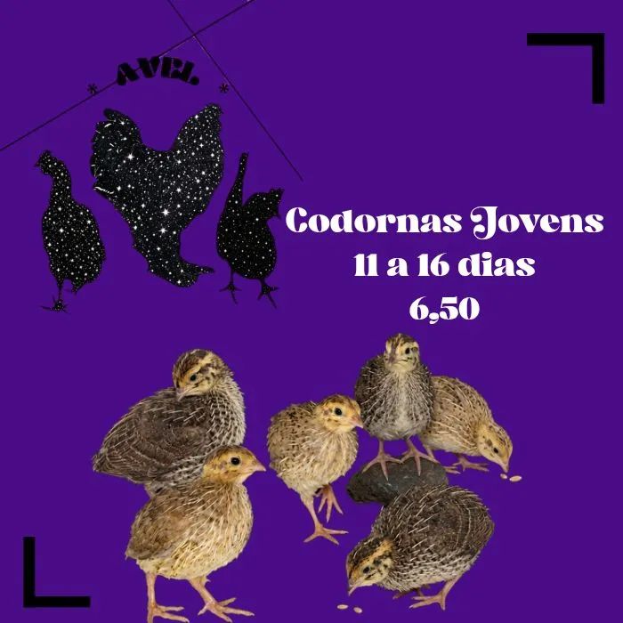 Codornas Japonicas