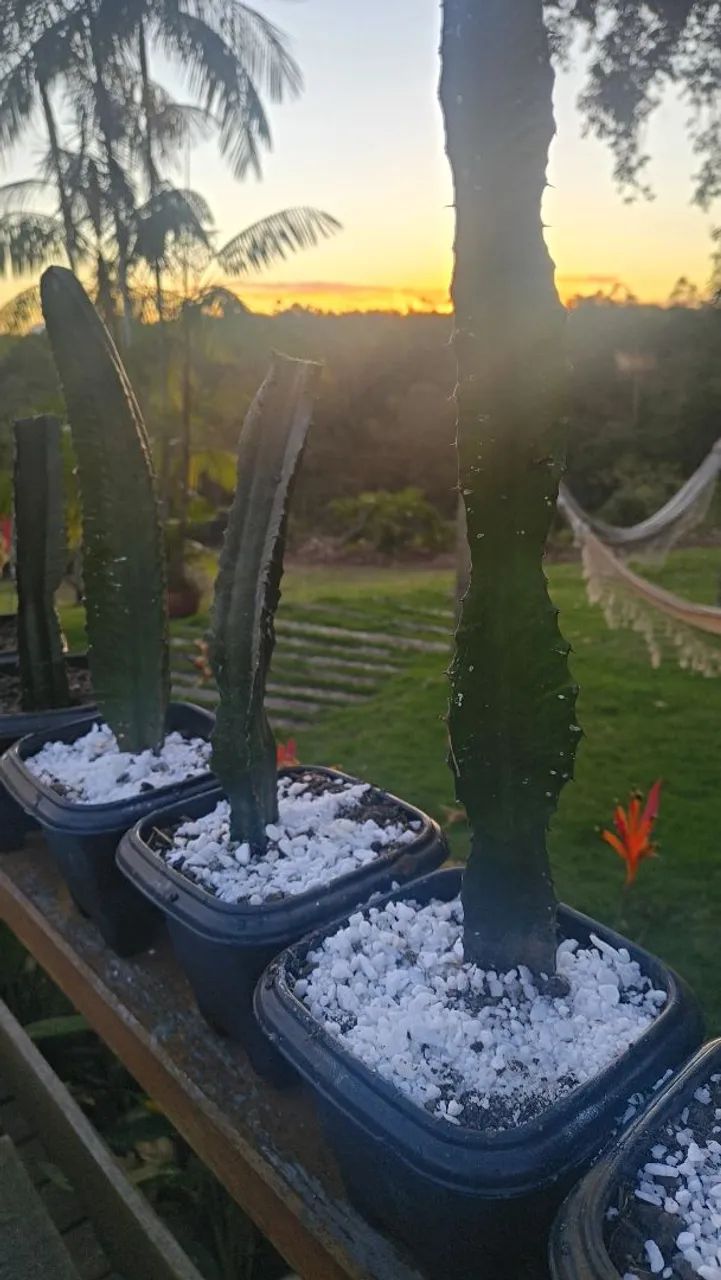 Cactos - Foto 3