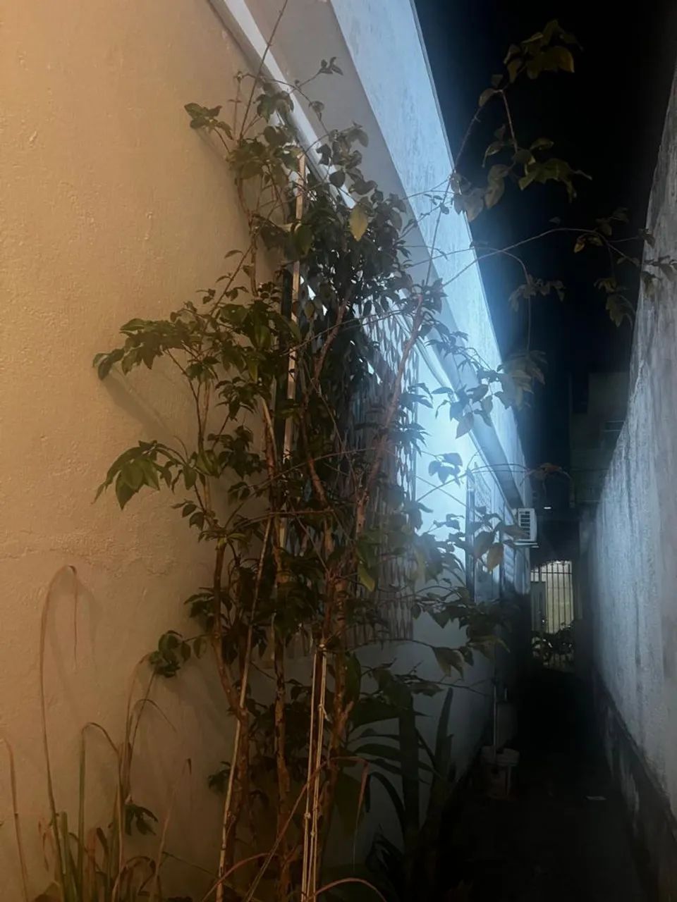 Vende-se jabuticaba  - Foto 3
