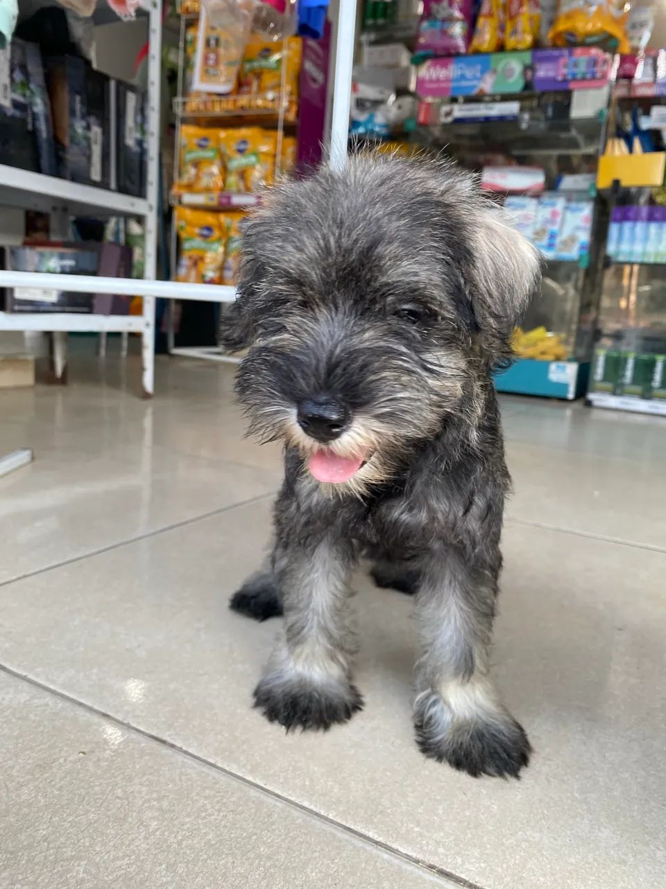 Filhotes de Schnauzer disponíveis  - Foto 3