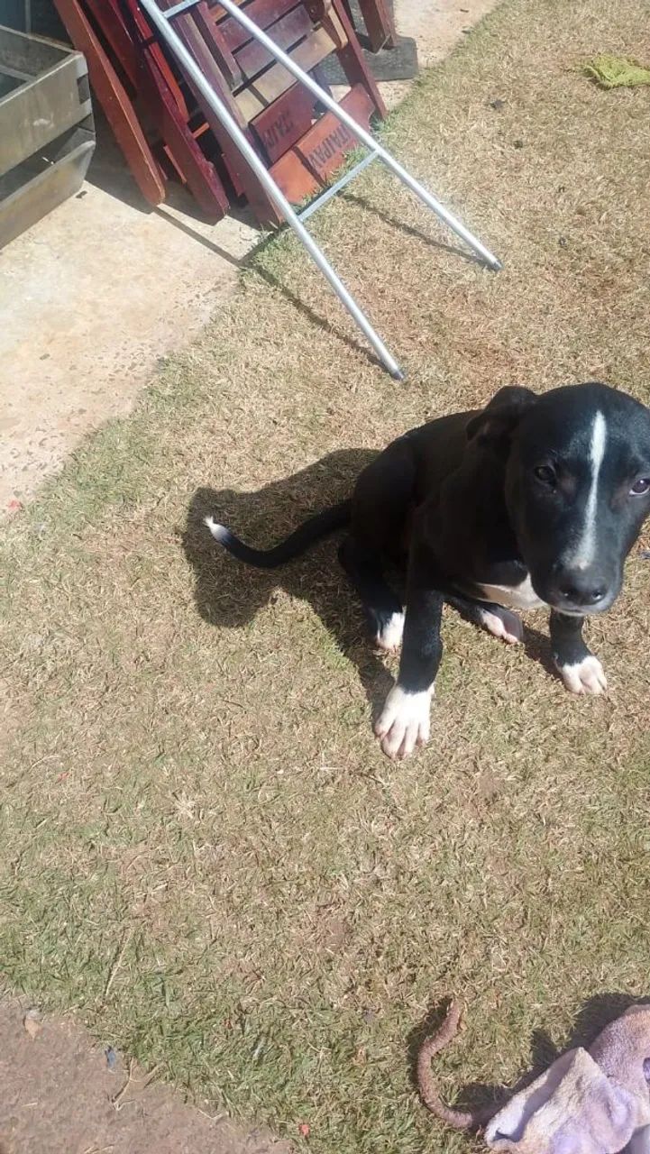 Doação cachorro macho