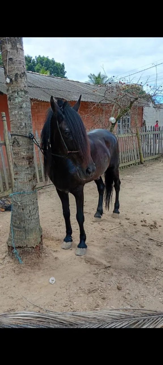 Vende-se mangalarga machado 