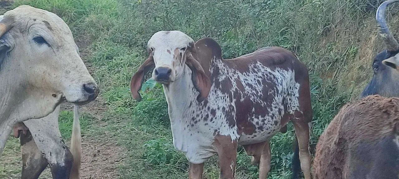 Gir leiteiro  - Foto 5