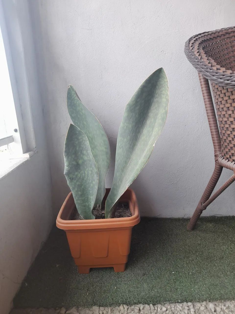 Planta espada de São Jorge-Folha larga Linda - Foto 2