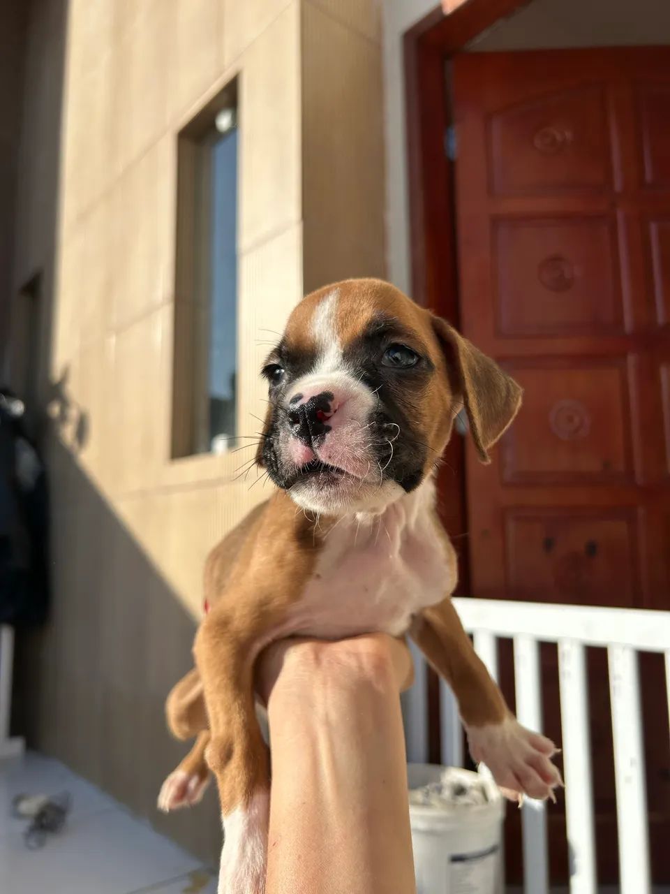 Filhote de Boxer - Foto 4